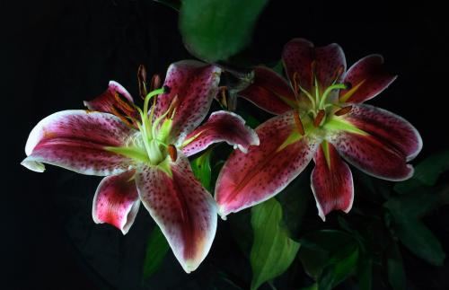 վƻش羳Ĳ 永ʽ4.4